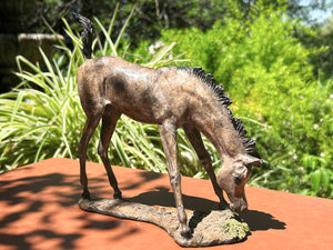 "What's Grass" Miniature Bronze Foal Sculpture.         8" high.