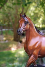Load image into Gallery viewer, Supreme Stallion -  Arabian Stallion Bronze Sculpture.
