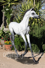 Load image into Gallery viewer, Life size Arabian foal bronze sculpture.
