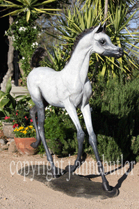 Life size Arabian foal bronze sculpture.